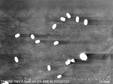 Electron microscope images（marine bacteria）