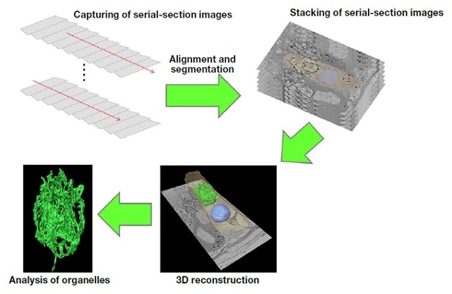 Procedure for 3D reconstruction of serial-section images.