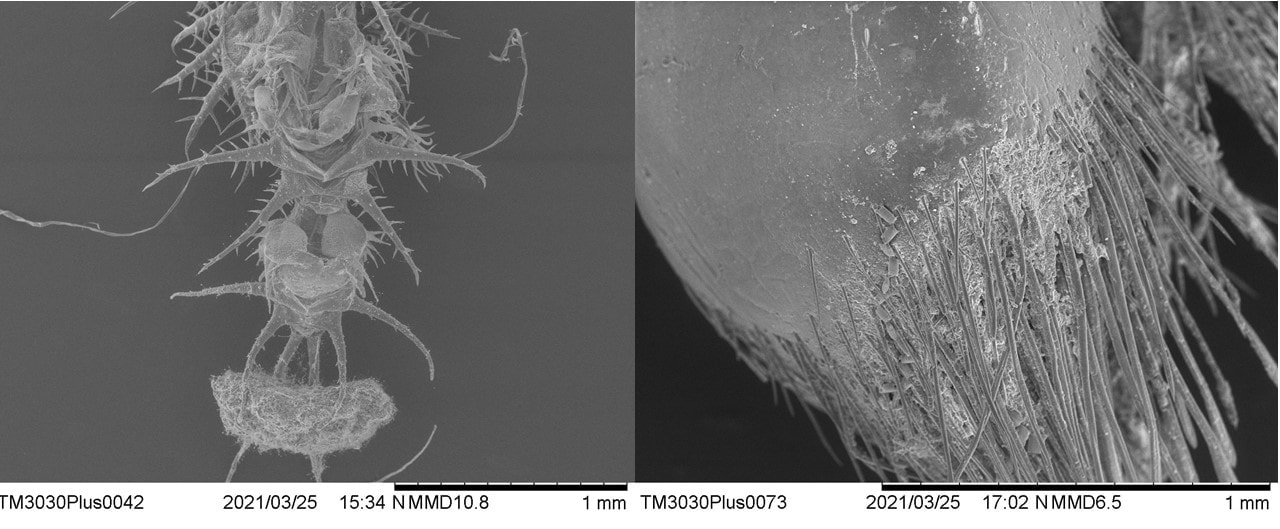 最優秀賞をとった研究の電子顕微鏡画像（左がタテスジヒメジンガサハムシが自分の糞で作った保護膜の画像、右が蟹奴の画像)