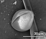 ホトケノザの花粉（顕微鏡写真）
