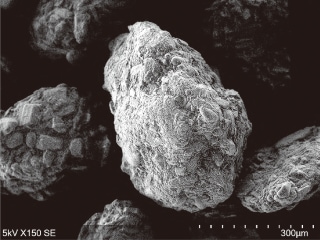 Life Sciences