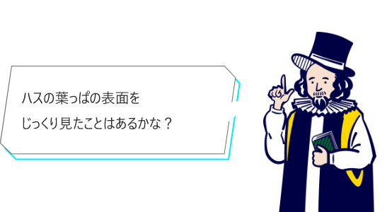 ハスの葉っぱの表面をじっくり見たことはあるかな？