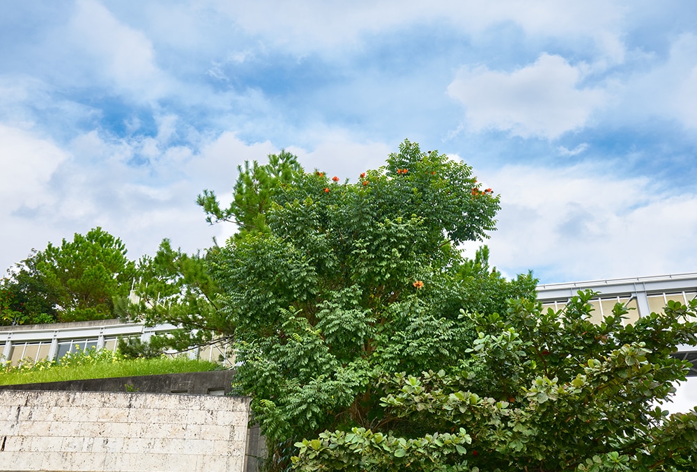 学生自らがDNAを調製し、解析する意義