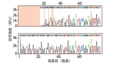 DS3000 Compact CE Sequencerを用いた、短いDNAの読取精度向上