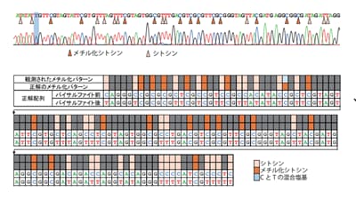 DS3000 Compact CE Sequencerを用いたバイサルファイトシーケンスの実例