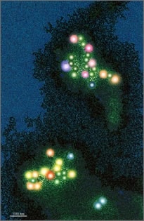 Constellation of SRSV