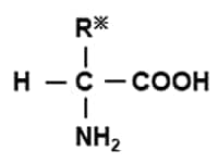 Fig.1 General structural formula of amino acids