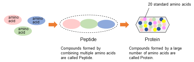 Fig.3 Schematic diagram of amino acids, peptides, proteins