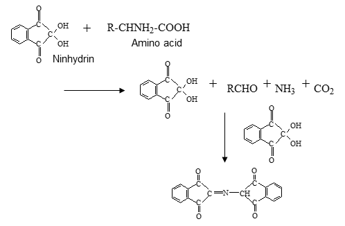 Fig.8 Chemical reaction of amino acid and ninhydrin