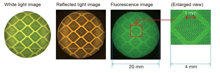 Separation of a captured image into a regrected light image and a fluorescence image