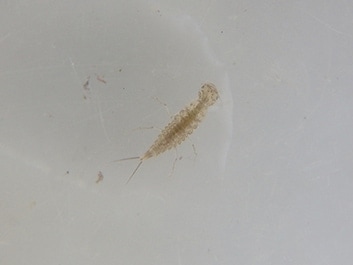 image：Laccophilus lewisius (larva) (Vulnerable species)