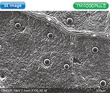 Amostra no Microscópio Eletrónico TM4000Plus II: Folha de planta