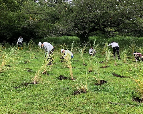Planting Japanese pampas by employees