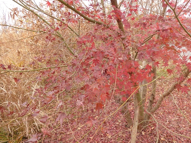 Observed plant: Japanese maple