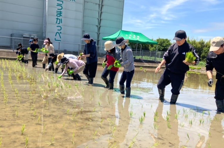 Hard at work in the paddy