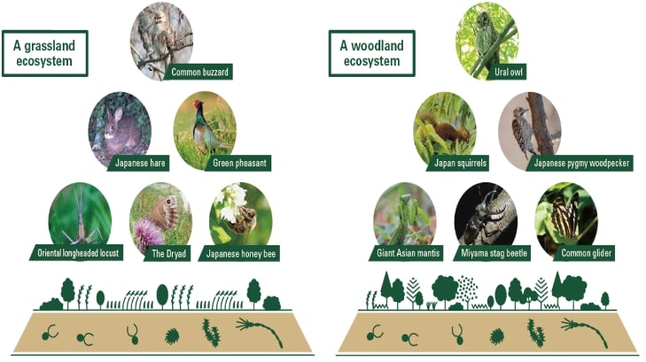 image：Vision for the Woodland of Hitachi High-Tech Science (ecosystem pyramid) Source: Ecosystem Conservation Society-Japan
