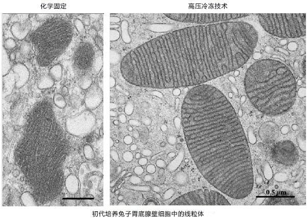 初代培养兔子胃底腺壁细胞中的线粒体