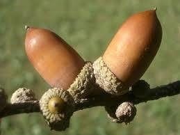 image： [Photographs] Acorns from kunugi oak and konara oak trees