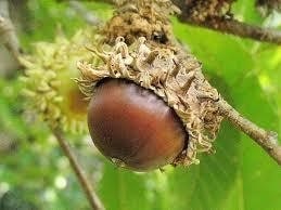 image： [Photographs] Acorns from kunugi oak and konara oak trees