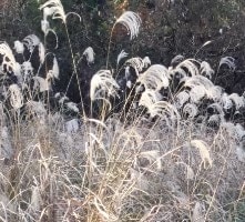 image： [Photograph] Transition to grassland with Japanese pampas grass