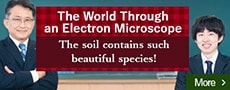 The World Through an Electron Microscope. The soil contains such beautiful species!