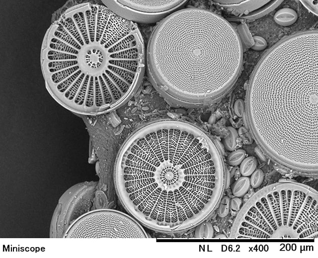 Specimen: Diatom
