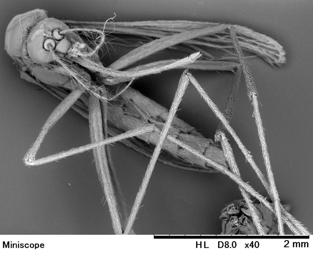 Electron microscope image of an Asian tiger mosquito used in class
