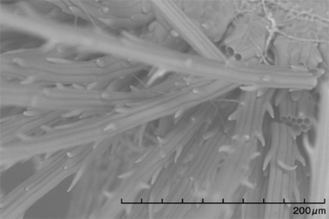 Electron microscope image of a section of dandelion fluff
