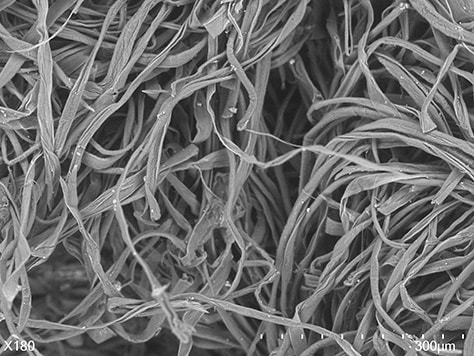 Electron microscope image(Fiber lint)