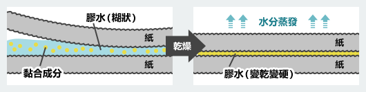 澱粉漿糊的構造