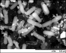 Image of Bacillus Natto bacterium