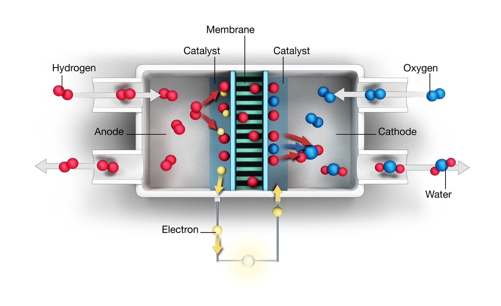 A schematic illustration of a hydrogen fuel cell. Hydrogen nuclei (pairs of red spheres) are separated from their electrons (yellow spheres). The flow of electrons generates an electric current, which powers the car. The hydrogen nuclei pass through a membrane (centre) and then combine with the electrons and oxygen (blue) from the air to form steam. Water is the only waste product.