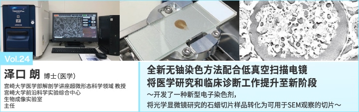 全新无铀染色方法配合低真空扫描电镜将医学研究和临床诊断工作提升至新阶段～开发了一种新型电子染色剂，将光学显微镜研究的石蜡切片样品转化为可用于SEM观察的切片～