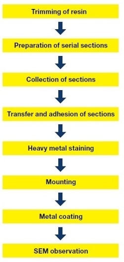 Flowchart showing sample preparation procedure for serial-section SEM.
