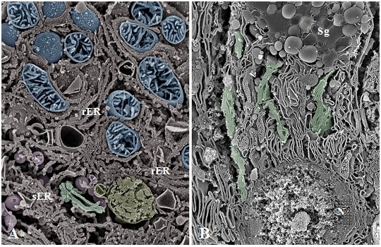 SEM images of osmium-macerated tissues.