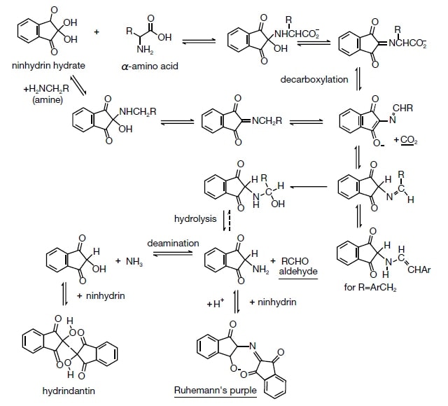 20 Amino Acid Structures Chart