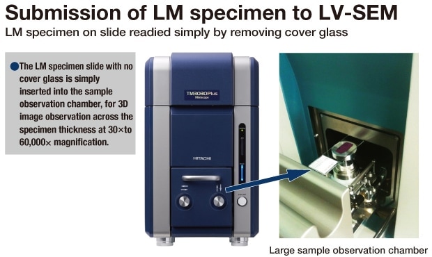 Fig. 2　Submission of LM specimen to LV-SEM