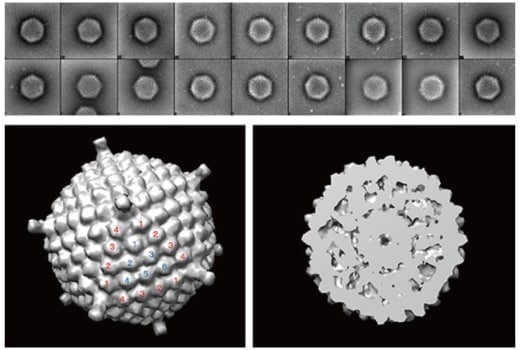 Fig. 9　Eighteen images of adenovirus particles captured with new cryo-EM developed in this paper (upper) and reconstruction based on these images (lower).