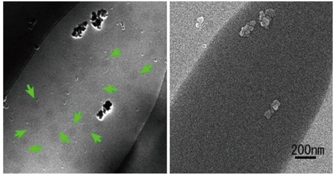 Fig. 10　Nanobubbles formed in water, as imaged using the new system developed herein. These observations were made by pouring water into holes in a QUANTIFOIL membrane and rapidly freezing; the STEM (left) and SEM (right) images were obtained simultaneously. Bubbles are indicated by arrows. The bubbles frequently appear dark in the STEM image.