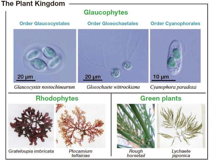 Fig. 1 The three major plant groups are green plants, rhodophytes, and glaucophytes. The glaucophytes are divided into three orders, and only a few species are known. These are freshwater microalgae, colored blue-green or blue, which can be cultured in culture medium in test tubes. From reference 1).