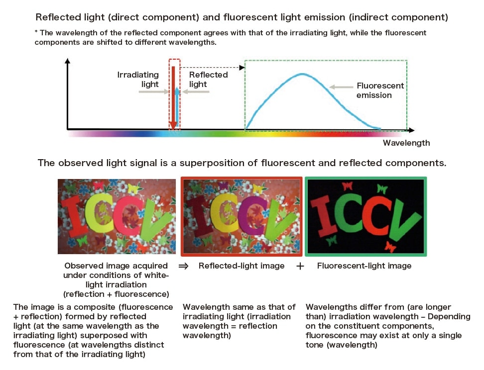 Fig. 2 Illustration of the relationship between fluorescent and reflected components of observed images and spectra. The observed light is a superposition of fluorescent and reflected components.