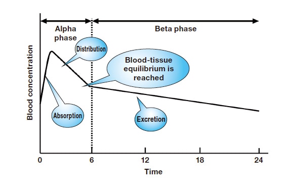 Fig. 4 Blood concentration profile after the start of oral digoxin