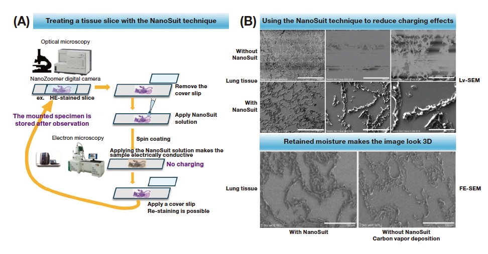 Fig. 1 NanoSuit-CLEM technique for observing FFPE slices
