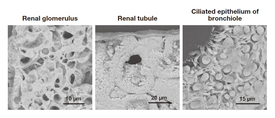 Fig. 6 Thick paraffin section micrographs of rat organs. Cutting sections to 20 μm rather than the standard 5-μm thickness gives the specimens depth, allowing clear imaging of the three-dimensional structure of tissue cells. Fixing fluid: 2 % paraformaldehyde + 2.5 % glutaraldehyde. Section thickness: 20 μm.