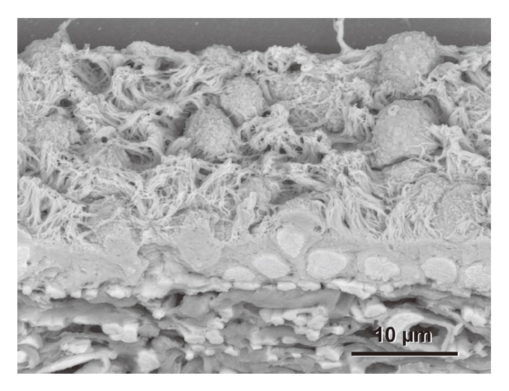 Fig. 7 Rat bronchioles fixed using 10 % formalin solution(4 % paraformaldehyde alone), which is typically used to fix histopathology specimens for light microscopy. The micrograph clearly shows the elaborate architecture of the ciliated epithelium(top) and collagen fibers with a crisscrossed, layered structure(bottom). Section thickness: 20 μm.