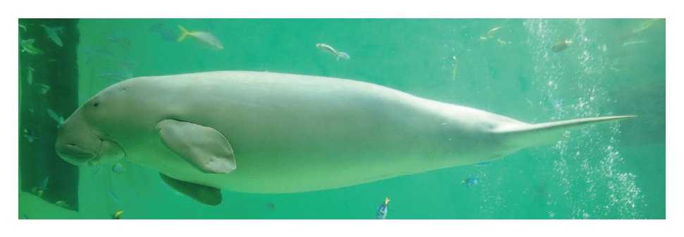 Fig. 1 A dugong swimming (Toba Aquarium)