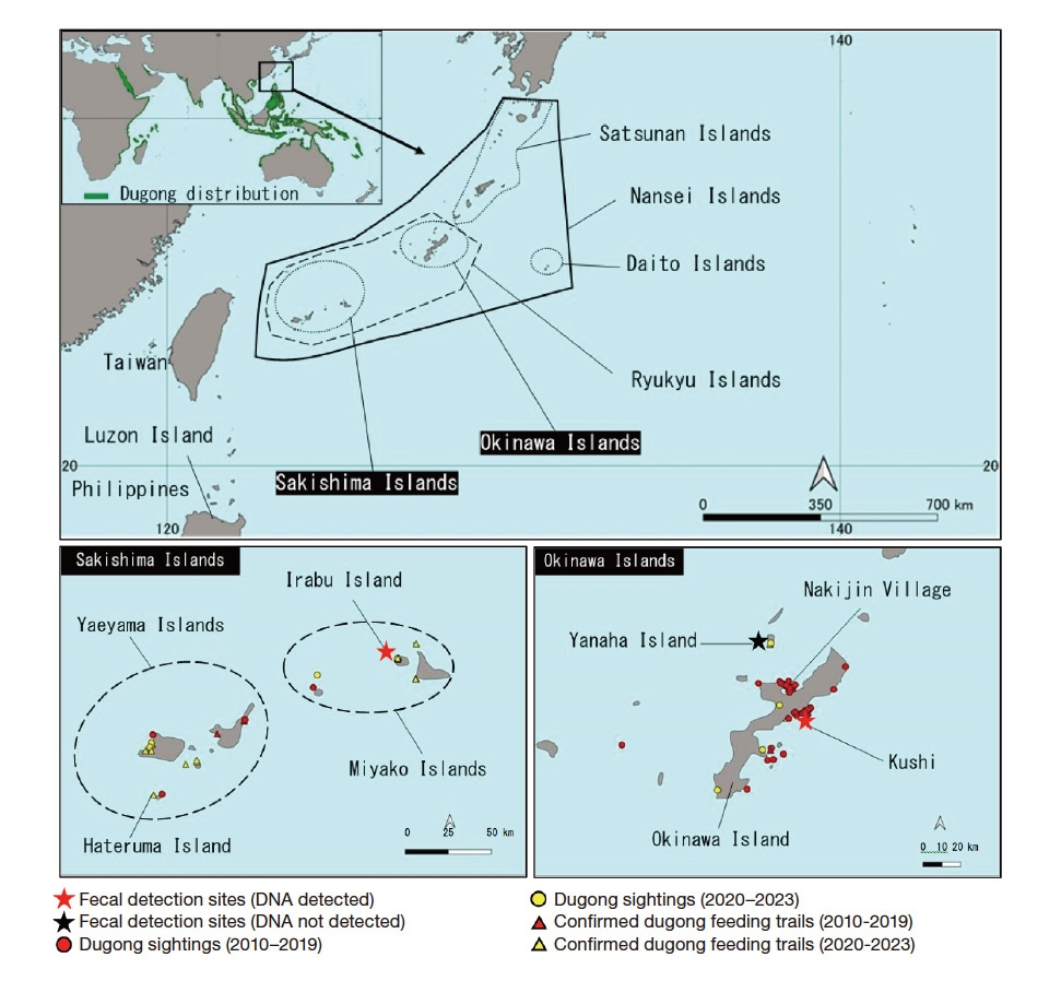 Fig. 2 Locations where feces of large herbivores were collected, animals thought to be dugongs were sighted, and dugong feeding trails were confirmed. The worldwide dugong distribution map at the top left is based on Marsh & Sobtzick, 2019 7).