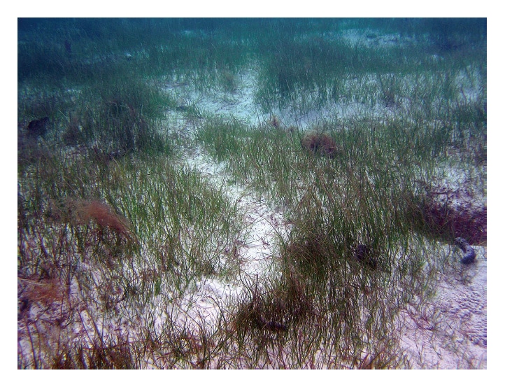 Fig. 3 Feeding trails of dugongs observed in seagrass beds