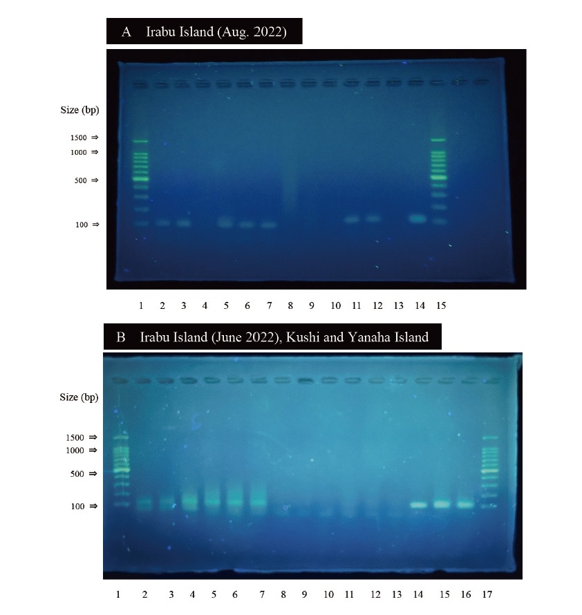 Fig. 4 Photographs of agarose gel electrophoresis patterns of amplicons obtained from PCR of feces using dugongspecific primers. Lanes A1 and A15: DNA ladders, A2-12: from a fecal sample collected from Irabu Island in August 2022, A13: negative control, A14: positive control, B1 and B17: DNA ladders, B2-4: from a fecal sample collected from Irabu Island in June 2022, B5-7: from a fecal sample collected from Kushi in the city of Nago, Okinawa, B8-10: from a fecal sample collected from Yanaha Island, B11-13: negative controls, B14-16: positive controls. Each lane represents a replicate of extracted DNA from a fecal sample. DNA was extracted from the fecal samples shown in Figure 4A as a single replicate and from the samples shown in Figure 4B in replicates of three.