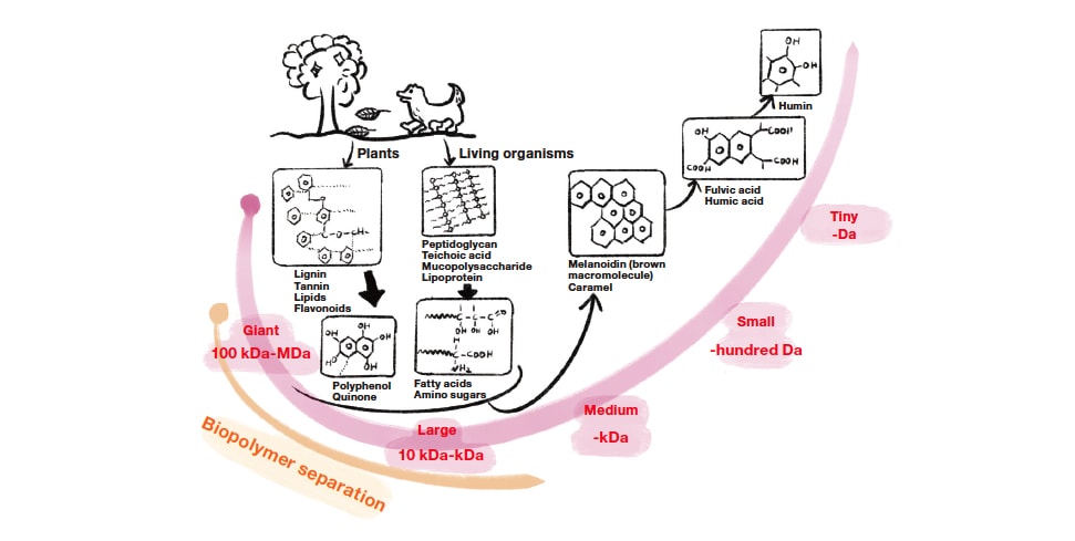 Fig. 1 Process of organic substances in natural bodies of water.